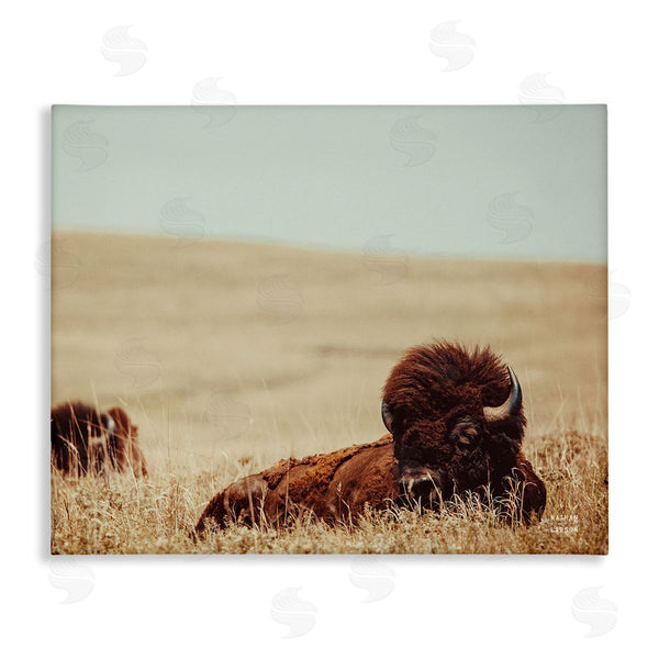 stupell industries Nathan Larson | Bison Relaxing in Field Wall Art