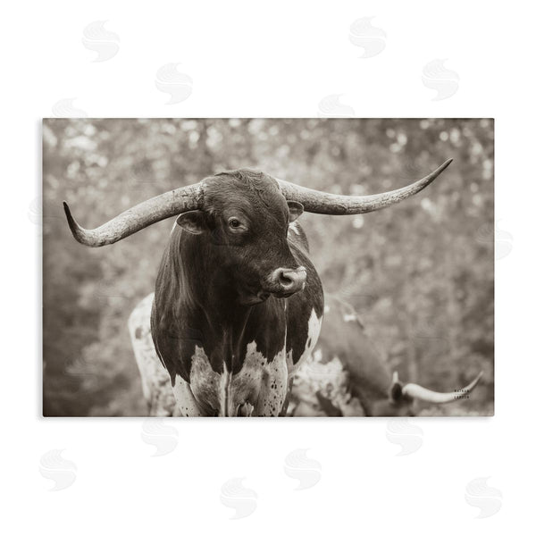 stupell industries Nathan Larson | Longhorn's Gaze Photography Wall Art