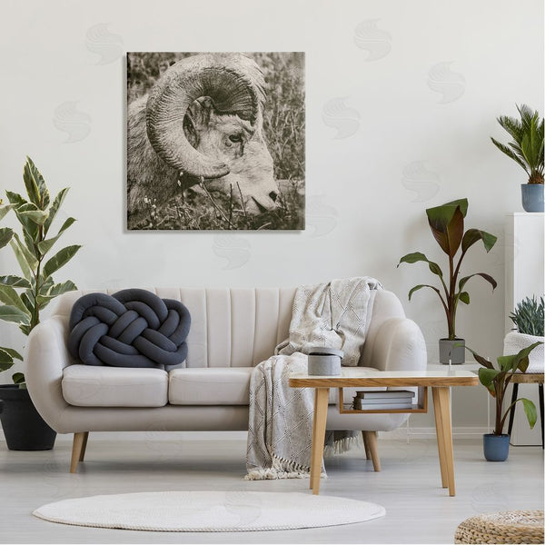 Stupell Industries Nathan Larson | Ram Horn Portrait Wall Art