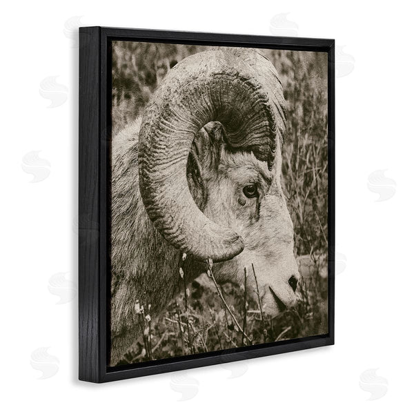 Stupell Industries Nathan Larson | Ram Horn Portrait Wall Art