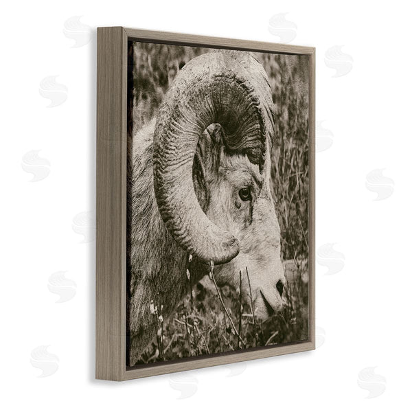 Stupell Industries Nathan Larson | Ram Horn Portrait Wall Art