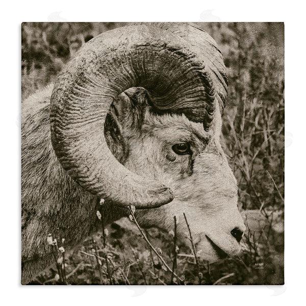 stupell industries Nathan Larson | Ram Horn Portrait Wall Art