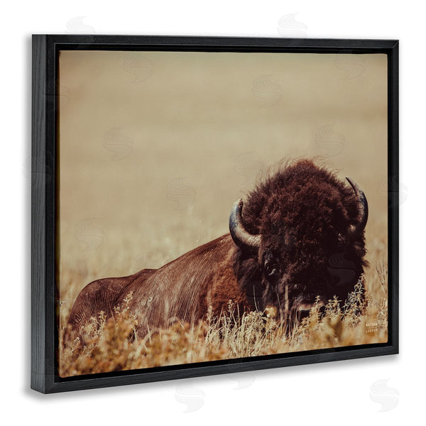 Stupell Industries Nathan Larson | Resting Bison Photography