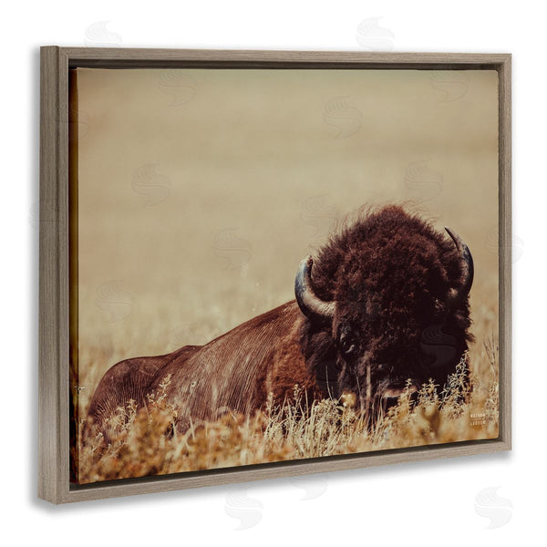 Stupell Industries Nathan Larson | Resting Bison Photography