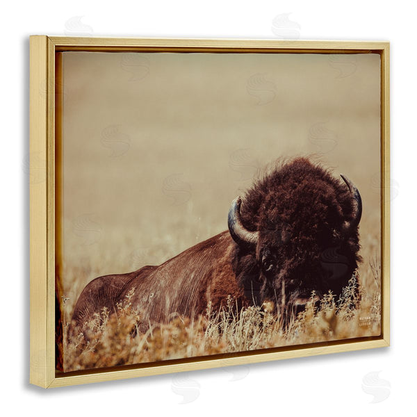 Stupell Industries Nathan Larson | Resting Bison Photography
