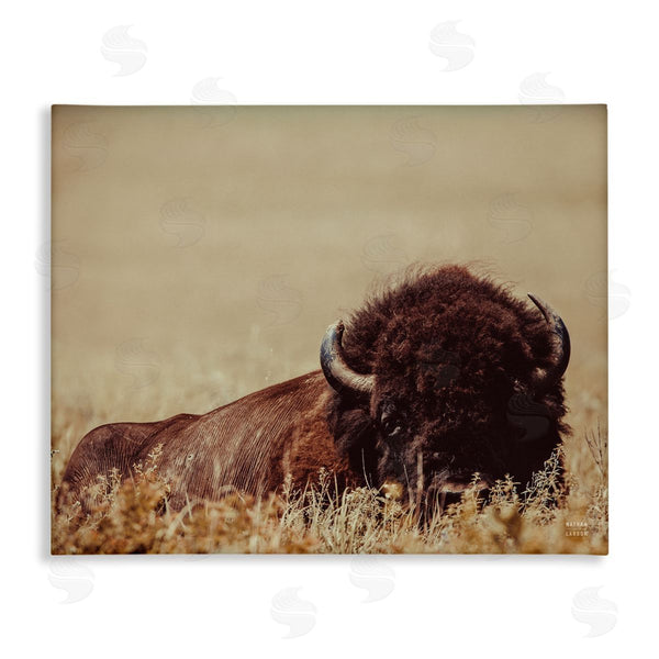 stupell industries Nathan Larson | Resting Bison Photography
