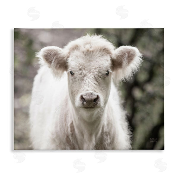 stupell industries Nathan Larson | White Cow Calf Portrait Wall Art