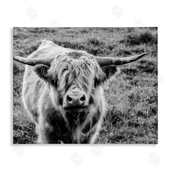stupell industries Nathan Larson | Wild Country Cattle Portrait Black and White Photography Wall Art