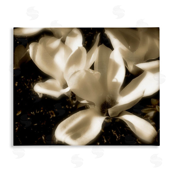 stupell industries Noah Bay | Plant Petals in Nature Wall Art