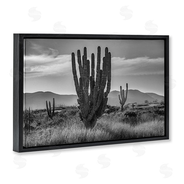 Stupell Industries Norm Stelfox | Cactus Sunset In Monochrome