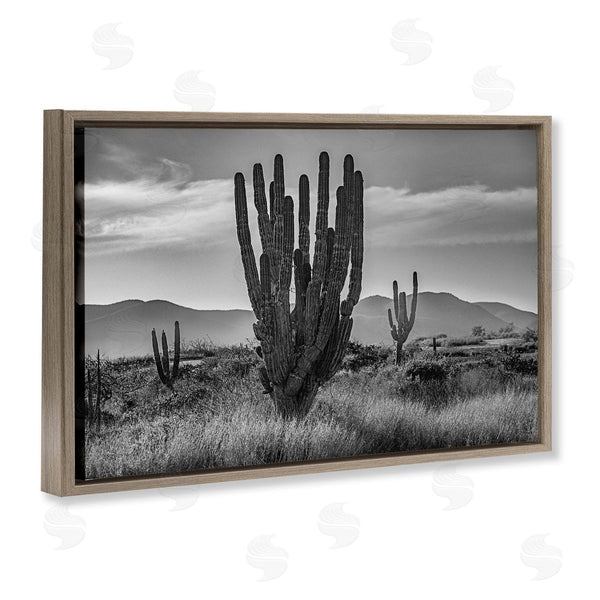 Stupell Industries Norm Stelfox | Cactus Sunset In Monochrome