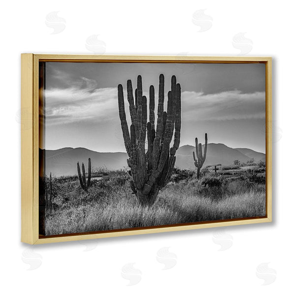 Stupell Industries Norm Stelfox | Cactus Sunset In Monochrome