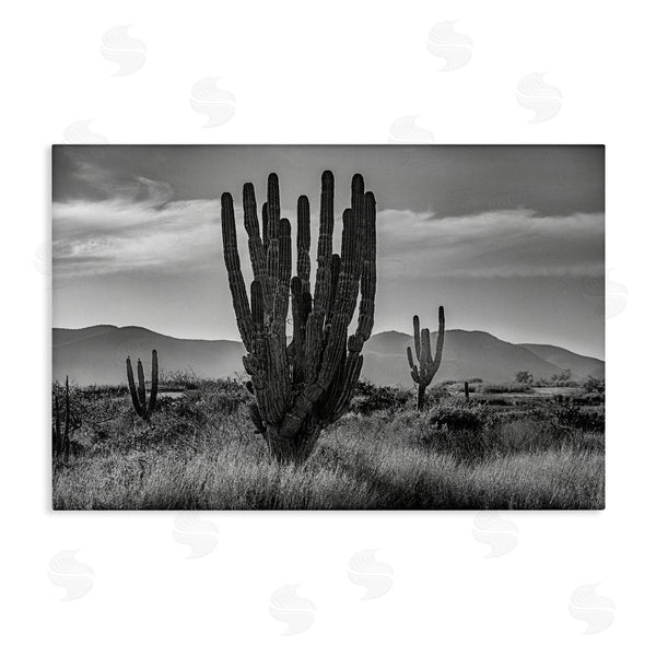 stupell industries Norm Stelfox | Cactus Sunset in Monochrome