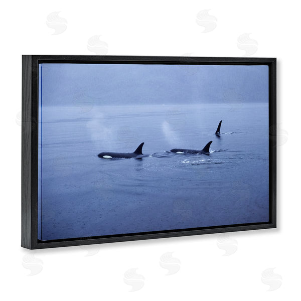 Stupell Industries Norm Stelfox | Orca Whispers Seascape