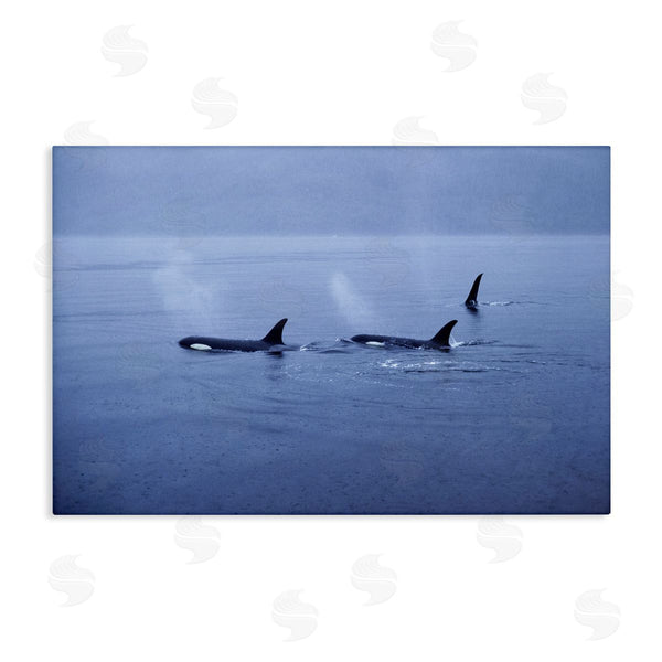 stupell industries Norm Stelfox | Orca Whispers Seascape
