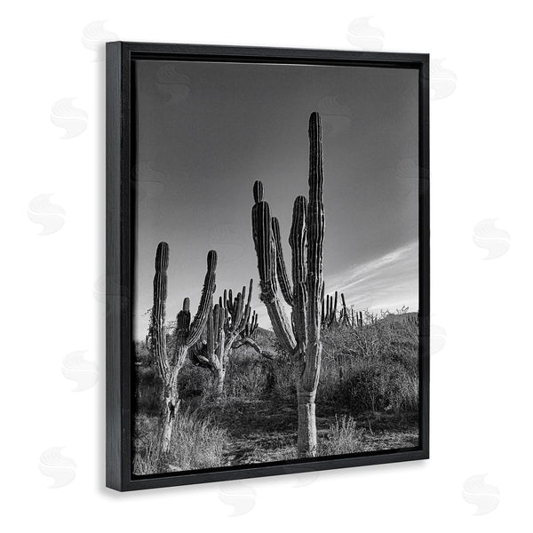 Stupell Industries Norm Stelfox | Sunlit Succulents Canyon Cacti