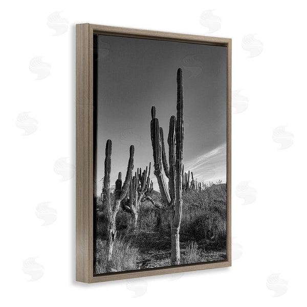 Stupell Industries Norm Stelfox | Sunlit Succulents Canyon Cacti