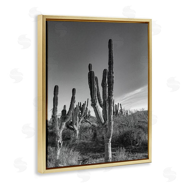 Stupell Industries Norm Stelfox | Sunlit Succulents Canyon Cacti