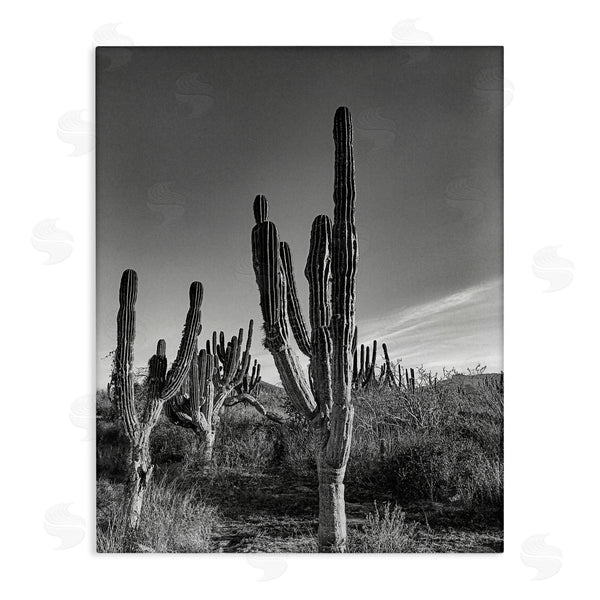 stupell industries Norm Stelfox | Sunlit Succulents Canyon Cacti