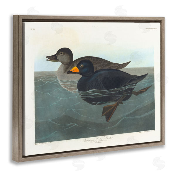 Stupell Industries One1000paintings | Classic American Scoter Duck Wall Art