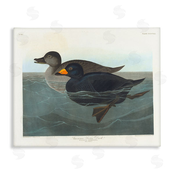 stupell industries one1000paintings | Classic American Scoter Duck Wall Art