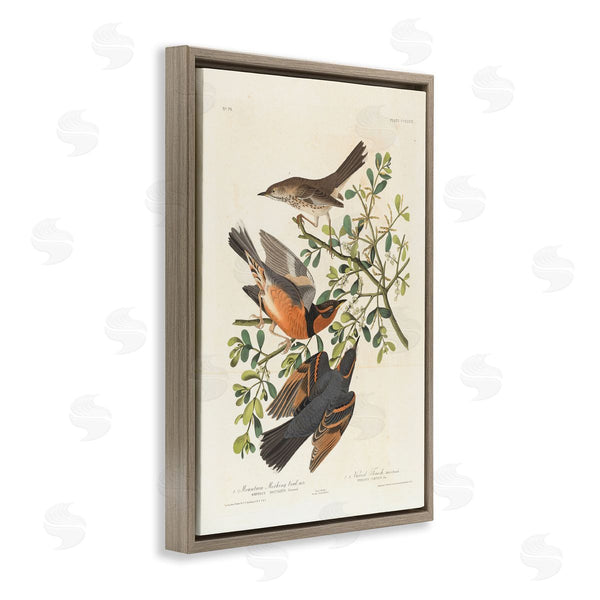 Stupell Industries One1000paintings | Classic Audubon Bird Study Wall Art