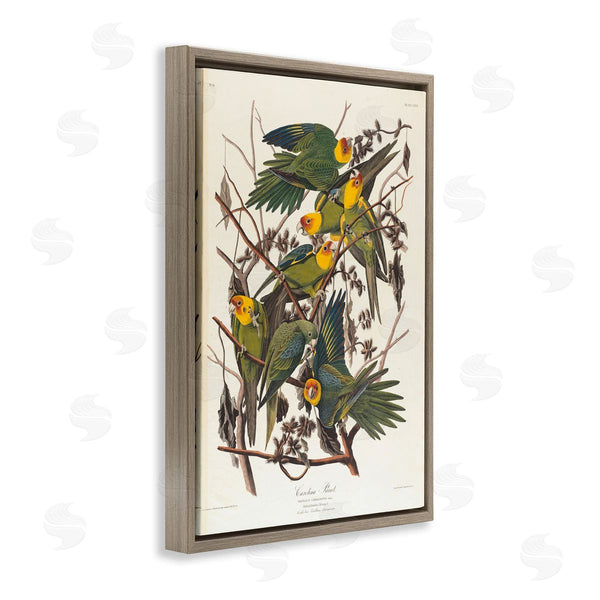 Stupell Industries One1000paintings | Classic Carolina Parrot Study Wall Art