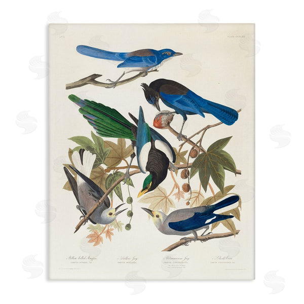 stupell industries one1000paintings | Classic Yellow Billed Magpie Wall Art