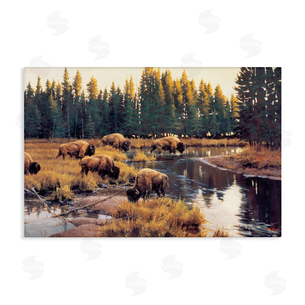 stupell industries Paco Young | Grazing Bison Along Riverbank