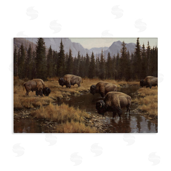 stupell industries Paco Young | Wild Bison Grazing at Stream