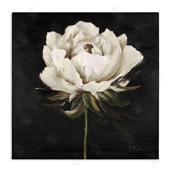 stupell industries Patricia Pinto | Pretty Delicate Bloom on Black Wall Art
