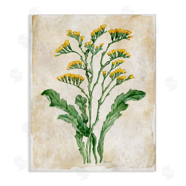 stupell industries Paul Brent | Vintage Floral Journal