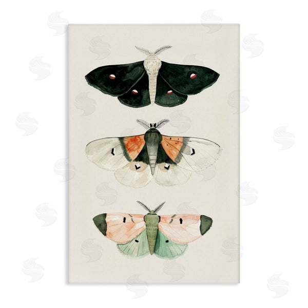 stupell industries Petal Prints Design | Assorted Moth Trio Wall Art