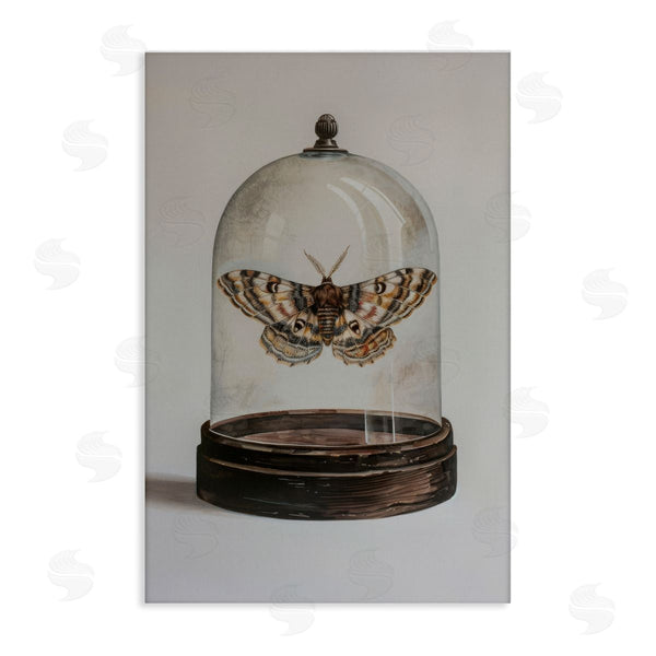 stupell industries Petal Prints Design | Moth in Glass Cloche Wall Art