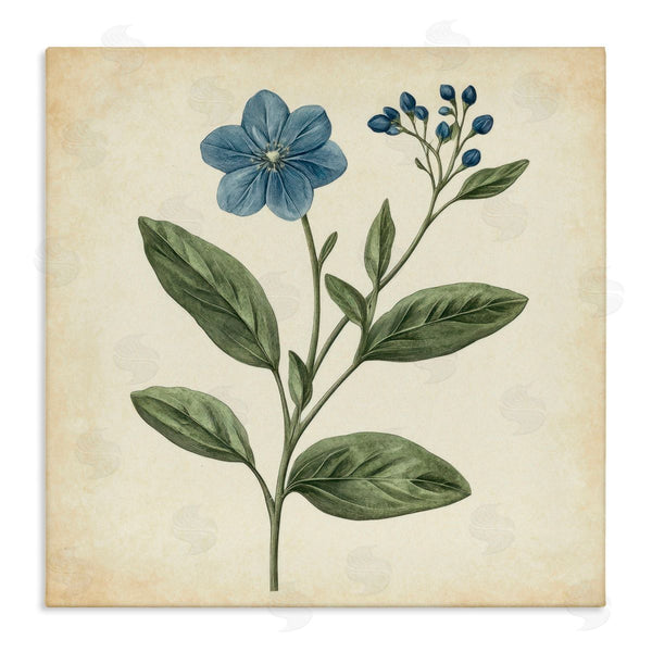 stupell industries Petal Prints Design | Vintage Blue Blossoms Wildflower Wall Art