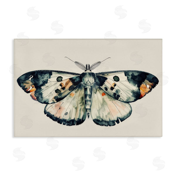 stupell industries Petal Prints Design | Watercolor Black Trimmed Moth Wall Art