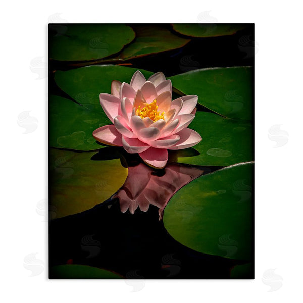 stupell industries Phillip Flowers | Pink Lotus Among Lily Pads Wall Art