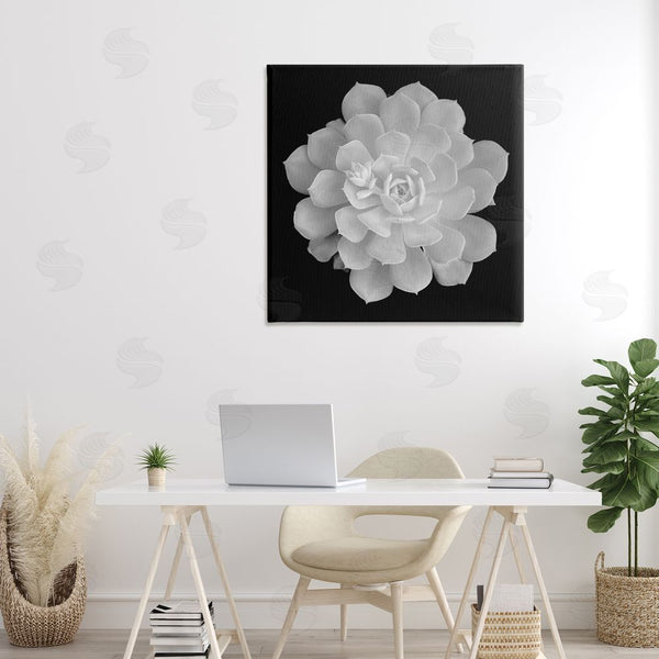 Stupell Industries Phillip Flowers | Pure White Succulent Contrast Wall Art