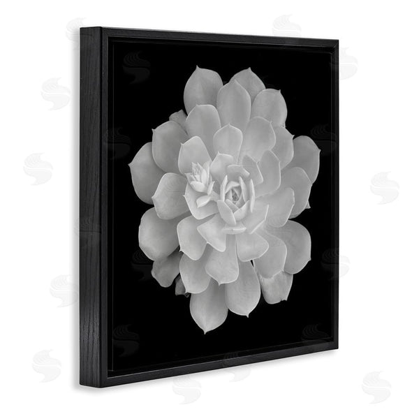 Stupell Industries Phillip Flowers | Pure White Succulent Contrast Wall Art