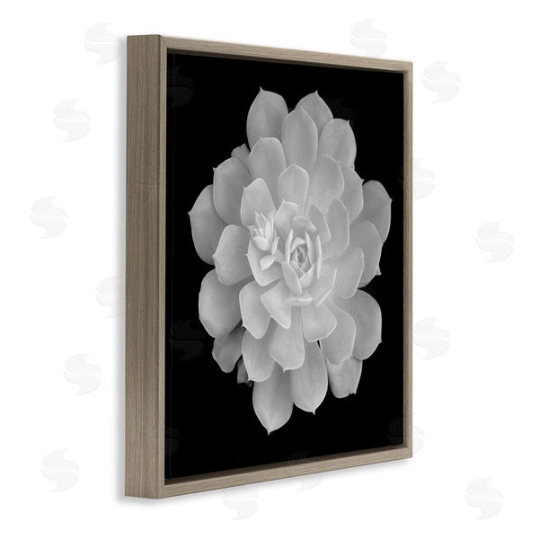 Stupell Industries Phillip Flowers | Pure White Succulent Contrast Wall Art