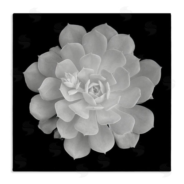 stupell industries Phillip Flowers | Pure White Succulent Contrast Wall Art
