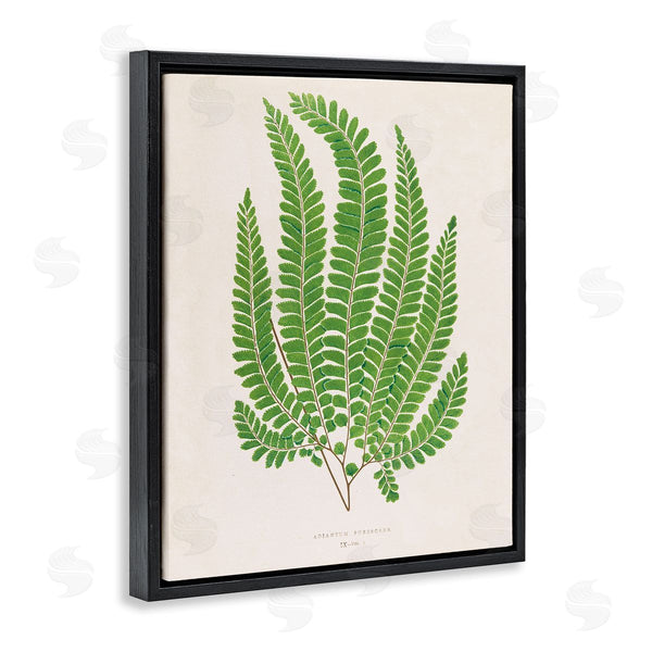Stupell Industries Phillipa Katz | Cottage Ferns Study