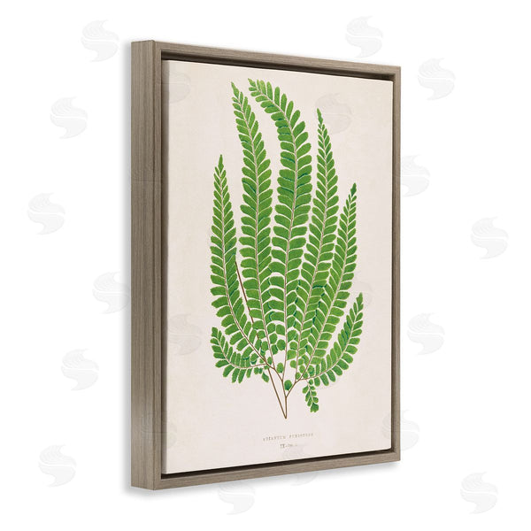 Stupell Industries Phillipa Katz | Cottage Ferns Study