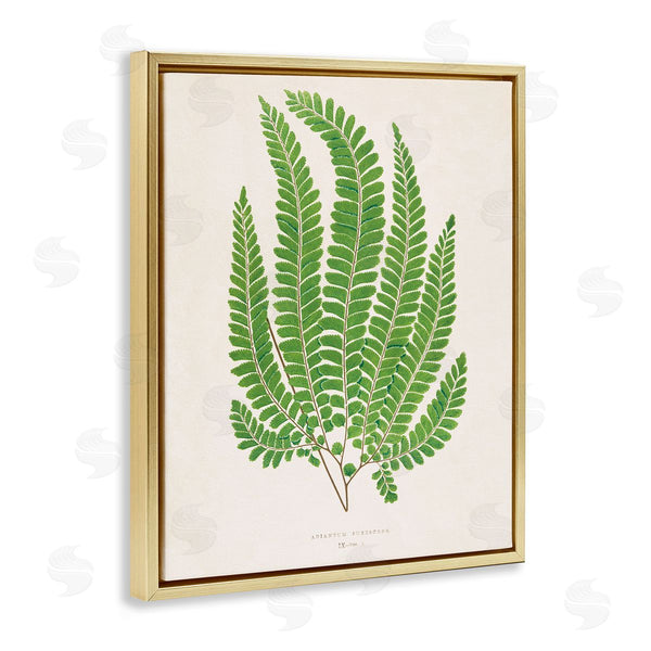Stupell Industries Phillipa Katz | Cottage Ferns Study