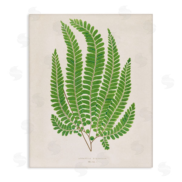 stupell industries Phillipa Katz | Cottage Ferns Study
