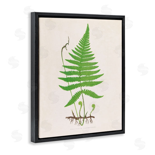 Stupell Industries Phillipa Katz | Curled Budding Fern Sprigs