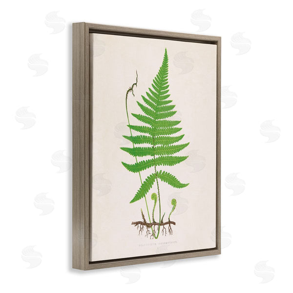 Stupell Industries Phillipa Katz | Curled Budding Fern Sprigs