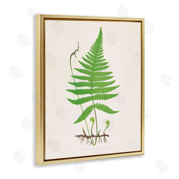 Stupell Industries Phillipa Katz | Curled Budding Fern Sprigs
