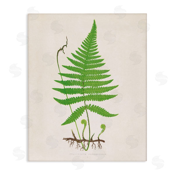 stupell industries Phillipa Katz | Curled Budding Fern Sprigs
