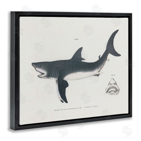 Stupell Industries Phillipa Katz | Detailed Shark Diagram